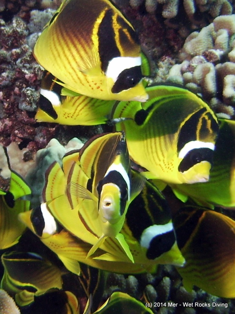 Racoon Butterflyfish