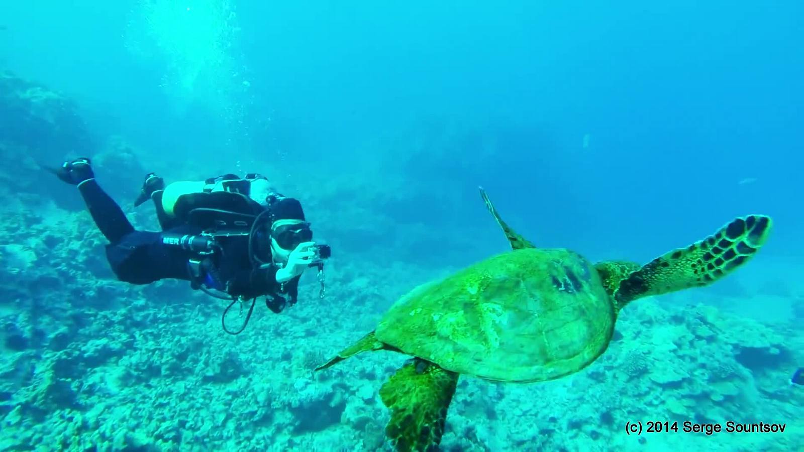 Mer videoing a turtle at Puako off Hawaii's Kona coast