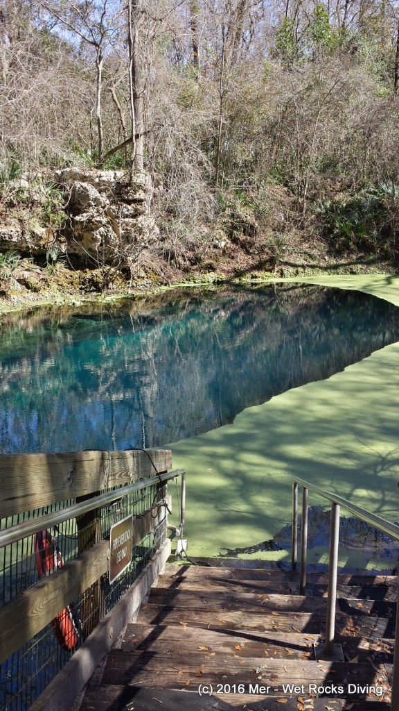 Orange Grove Sink at Peacock Springs - 5 Feb 2016