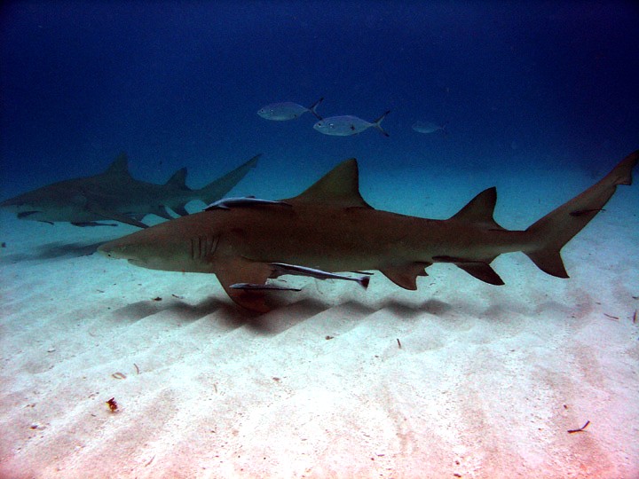 Lemon Sharks (cc) by Gary Rinaldi https://www.flickr.com/photos/54556732@N00/88567604/